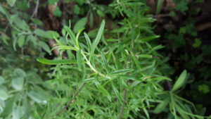 Garden Fresh Rosemary for our bagel flavor of the week.